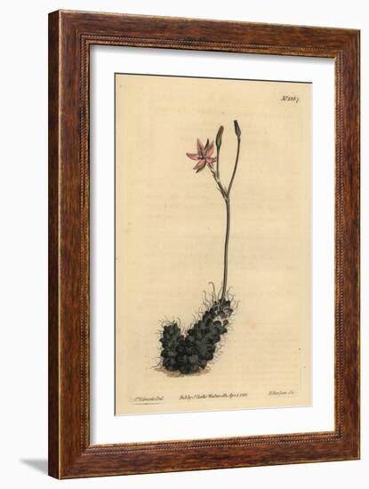 Thready Anacampseros, Anacampseros Filamentosa-Sydenham Teast Edwards-Framed Giclee Print