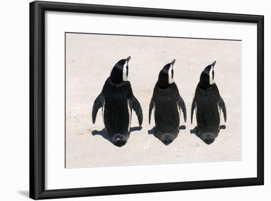 Three African Penguins-Catharina Lux-Framed Photographic Print