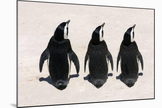 Three African Penguins-Catharina Lux-Mounted Photographic Print