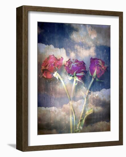 Three Almost Faded Roses in Dark Blue Sky-Alaya Gadeh-Framed Photographic Print