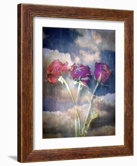 Three Almost Faded Roses in Dark Blue Sky-Alaya Gadeh-Framed Photographic Print