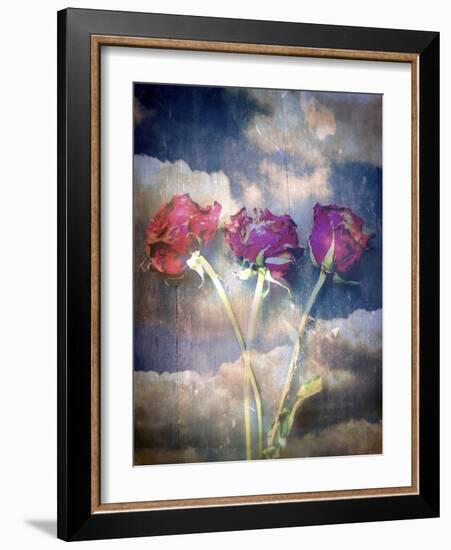 Three Almost Faded Roses in Dark Blue Sky-Alaya Gadeh-Framed Photographic Print