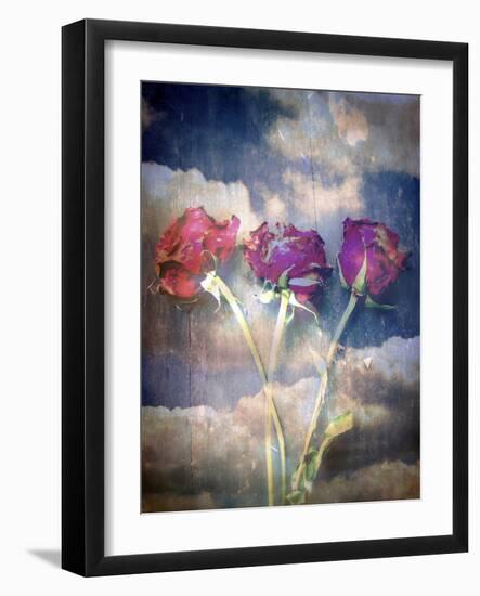 Three Almost Faded Roses in Dark Blue Sky-Alaya Gadeh-Framed Photographic Print