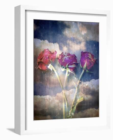 Three Almost Faded Roses in Dark Blue Sky-Alaya Gadeh-Framed Photographic Print