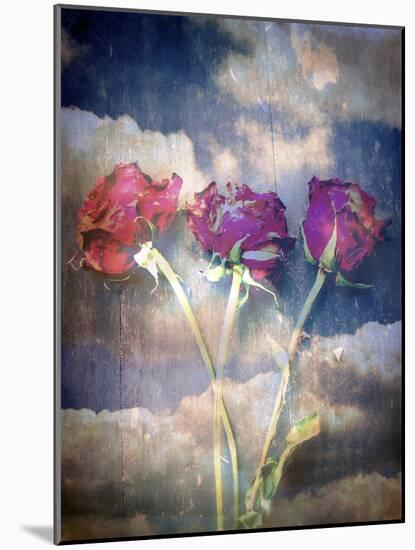 Three Almost Faded Roses in Dark Blue Sky-Alaya Gadeh-Mounted Photographic Print