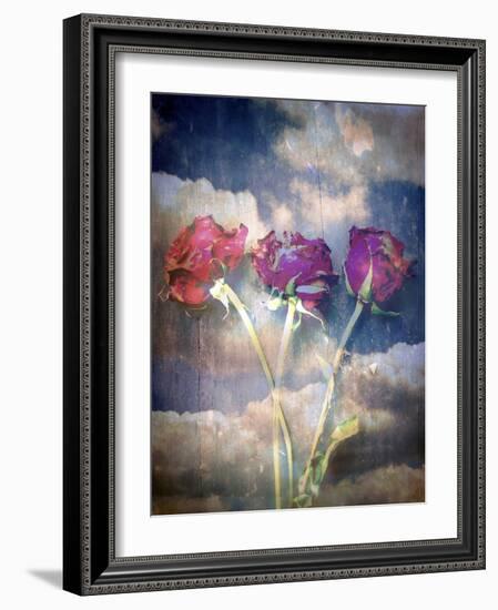 Three Almost Faded Roses in Dark Blue Sky-Alaya Gadeh-Framed Photographic Print