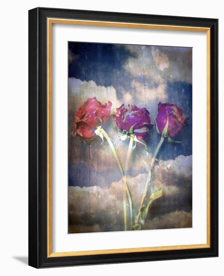 Three Almost Faded Roses in Dark Blue Sky-Alaya Gadeh-Framed Photographic Print