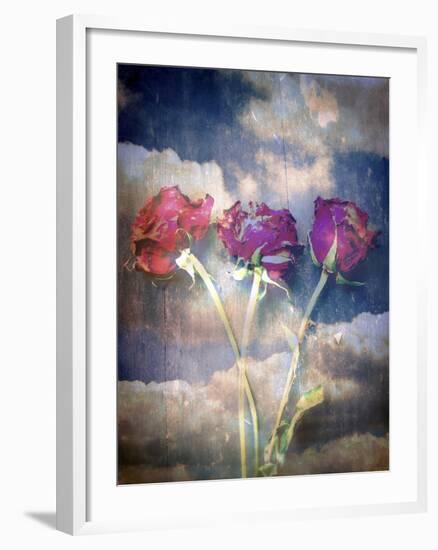 Three Almost Faded Roses in Dark Blue Sky-Alaya Gadeh-Framed Photographic Print