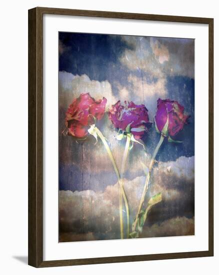 Three Almost Faded Roses in Dark Blue Sky-Alaya Gadeh-Framed Photographic Print