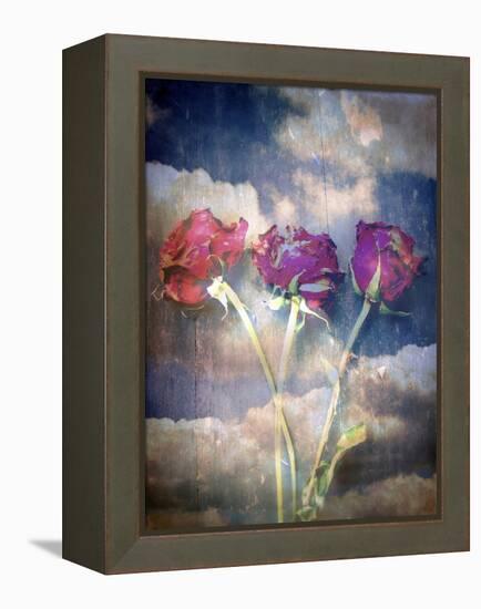 Three Almost Faded Roses in Dark Blue Sky-Alaya Gadeh-Framed Premier Image Canvas