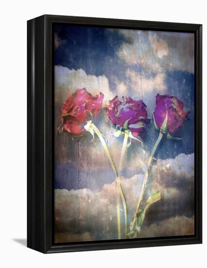 Three Almost Faded Roses in Dark Blue Sky-Alaya Gadeh-Framed Premier Image Canvas