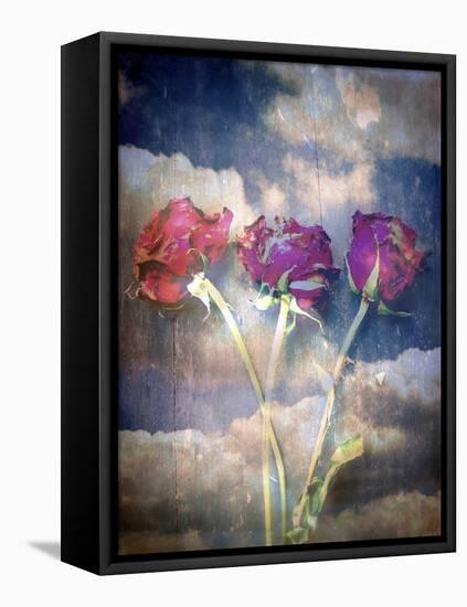 Three Almost Faded Roses in Dark Blue Sky-Alaya Gadeh-Framed Premier Image Canvas