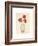 Three Anemones-Amy Melious-Framed Art Print