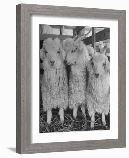 Three Angora Goats, Raised on Ranch for Their Fleece, Known Commercially as Mohair-Alfred Eisenstaedt-Framed Photographic Print