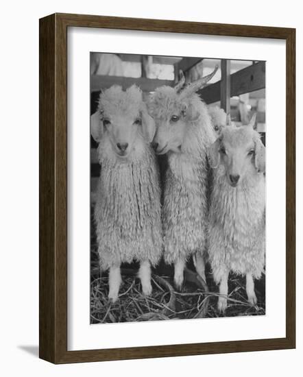 Three Angora Goats, Raised on Ranch for Their Fleece, Known Commercially as Mohair-Alfred Eisenstaedt-Framed Photographic Print