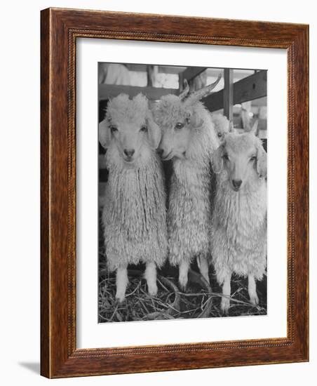 Three Angora Goats, Raised on Ranch for Their Fleece, Known Commercially as Mohair-Alfred Eisenstaedt-Framed Photographic Print