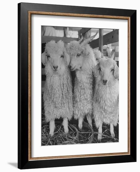 Three Angora Goats, Raised on Ranch for Their Fleece, Known Commercially as Mohair-Alfred Eisenstaedt-Framed Photographic Print