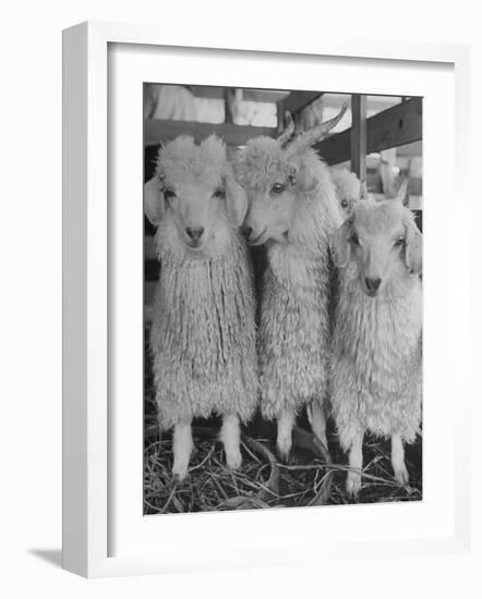 Three Angora Goats, Raised on Ranch for Their Fleece, Known Commercially as Mohair-Alfred Eisenstaedt-Framed Photographic Print