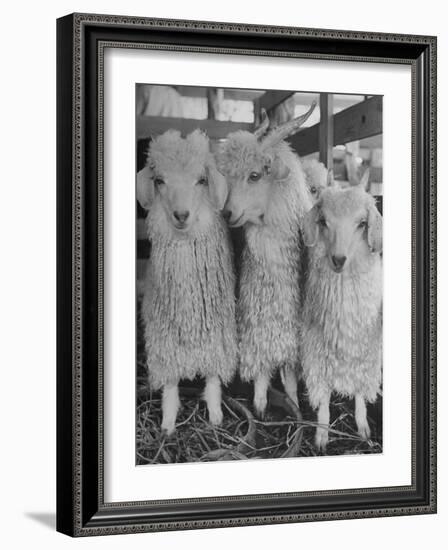 Three Angora Goats, Raised on Ranch for Their Fleece, Known Commercially as Mohair-Alfred Eisenstaedt-Framed Photographic Print