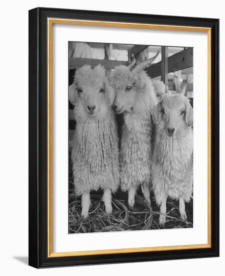 Three Angora Goats, Raised on Ranch for Their Fleece, Known Commercially as Mohair-Alfred Eisenstaedt-Framed Photographic Print