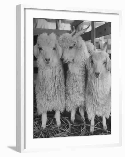 Three Angora Goats, Raised on Ranch for Their Fleece, Known Commercially as Mohair-Alfred Eisenstaedt-Framed Photographic Print