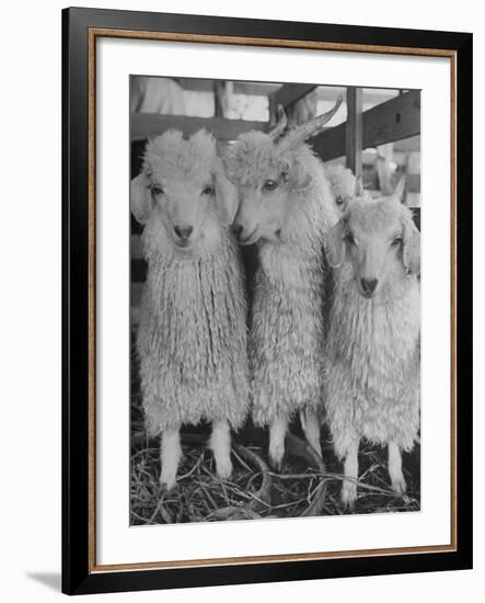 Three Angora Goats, Raised on Ranch for Their Fleece, Known Commercially as Mohair-Alfred Eisenstaedt-Framed Photographic Print