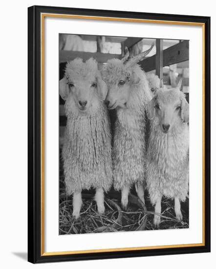 Three Angora Goats, Raised on Ranch for Their Fleece, Known Commercially as Mohair-Alfred Eisenstaedt-Framed Photographic Print