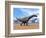 Three Argentinosaurus Dinosaurs Walking in the Desert-null-Framed Premium Giclee Print