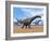 Three Argentinosaurus Dinosaurs Walking in the Desert-null-Framed Art Print