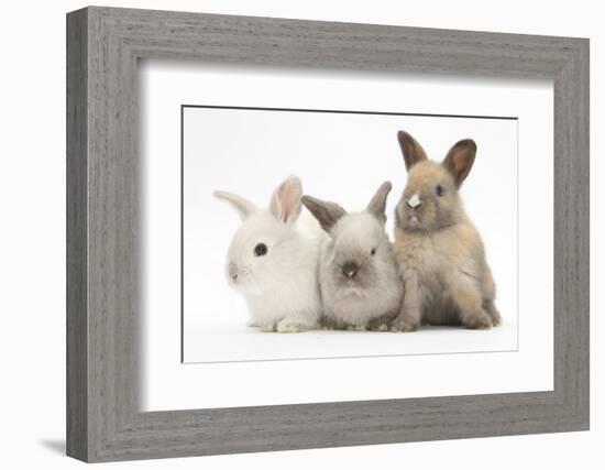 Three Baby Rabbits-Mark Taylor-Framed Photographic Print