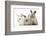 Three Baby Rabbits-Mark Taylor-Framed Photographic Print