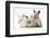 Three Baby Rabbits-Mark Taylor-Framed Photographic Print