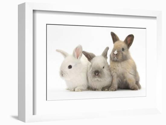 Three Baby Rabbits-Mark Taylor-Framed Photographic Print