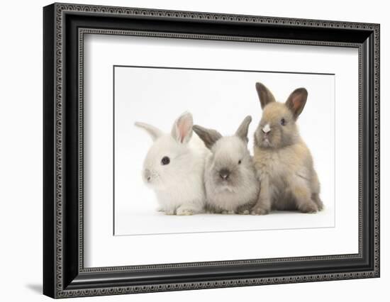 Three Baby Rabbits-Mark Taylor-Framed Photographic Print