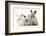 Three Baby Rabbits-Mark Taylor-Framed Photographic Print