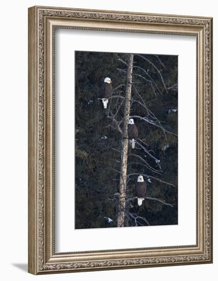 Three Bald Eagle (Haliaeetus Leucocephalus) in an Evergreen Tree-James Hager-Framed Photographic Print