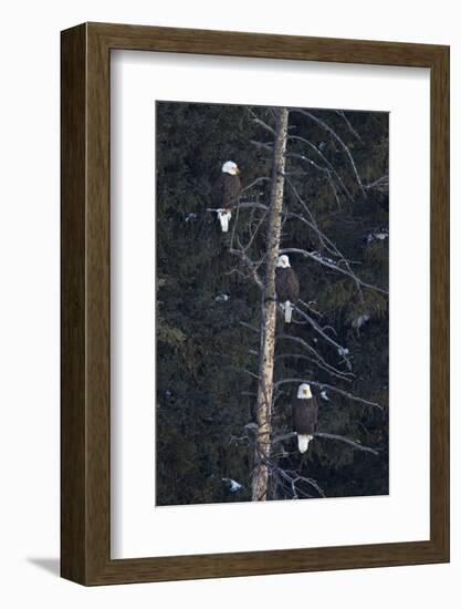 Three Bald Eagle (Haliaeetus Leucocephalus) in an Evergreen Tree-James Hager-Framed Photographic Print