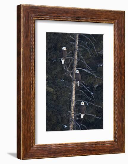 Three Bald Eagle (Haliaeetus Leucocephalus) in an Evergreen Tree-James Hager-Framed Photographic Print