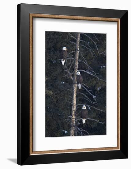 Three Bald Eagle (Haliaeetus Leucocephalus) in an Evergreen Tree-James Hager-Framed Photographic Print