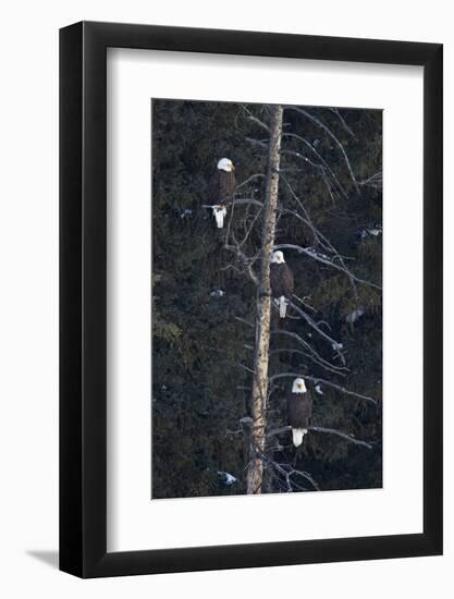 Three Bald Eagle (Haliaeetus Leucocephalus) in an Evergreen Tree-James Hager-Framed Photographic Print