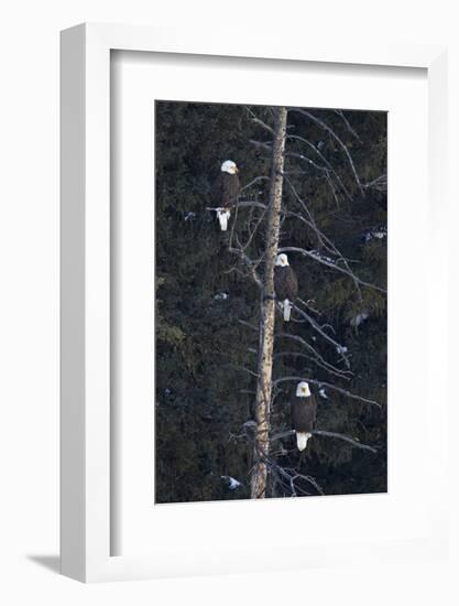 Three Bald Eagle (Haliaeetus Leucocephalus) in an Evergreen Tree-James Hager-Framed Photographic Print