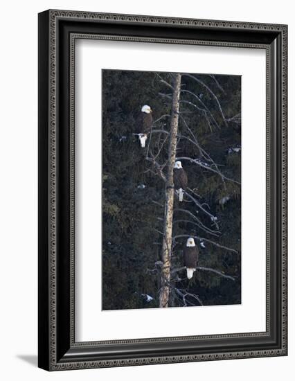 Three Bald Eagle (Haliaeetus Leucocephalus) in an Evergreen Tree-James Hager-Framed Photographic Print