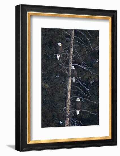 Three Bald Eagle (Haliaeetus Leucocephalus) in an Evergreen Tree-James Hager-Framed Photographic Print