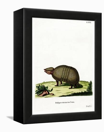 Three-Banded Armadillo-null-Framed Premier Image Canvas