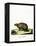 Three-Banded Armadillo-null-Framed Premier Image Canvas