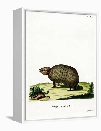 Three-Banded Armadillo-null-Framed Premier Image Canvas