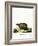 Three-Banded Armadillo-null-Framed Giclee Print