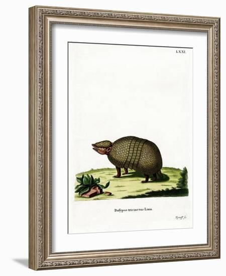 Three-Banded Armadillo-null-Framed Giclee Print