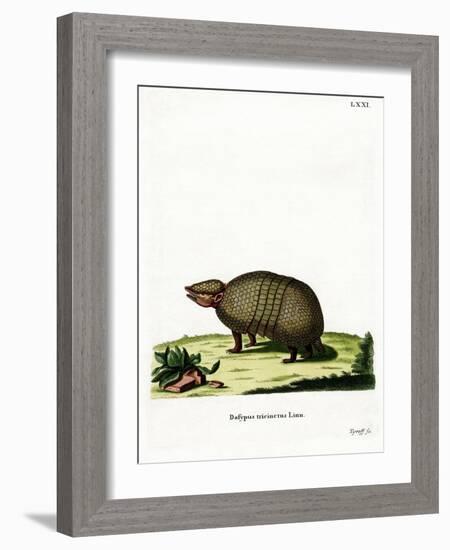 Three-Banded Armadillo-null-Framed Giclee Print