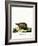 Three-Banded Armadillo-null-Framed Giclee Print